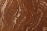 Polished Stromatolite (Gongylina) Slab - Billion Years #180114-1